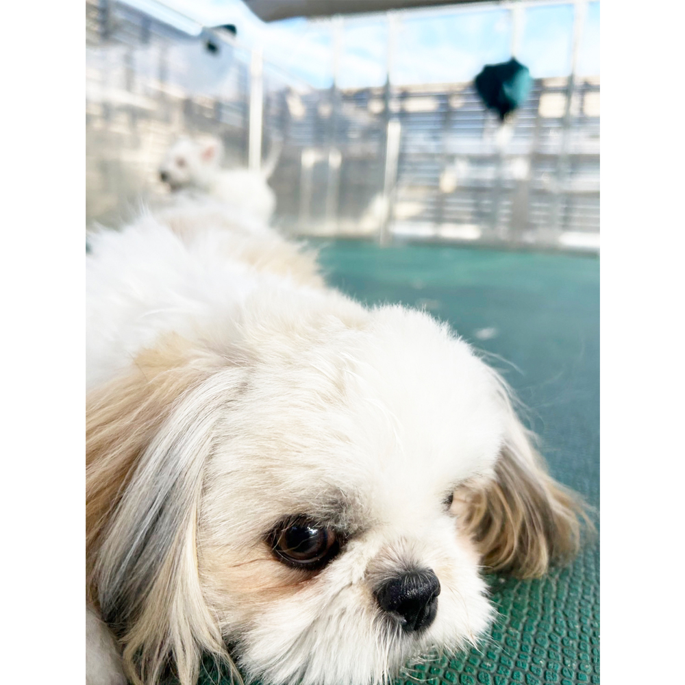 生徒が撮影したモデル犬③